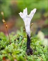 2010-11-14-Xylaria-hypoxylon