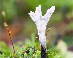 Xylaria hypoxylon