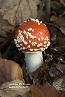 2009-11-08-Amanita-muscaria-button