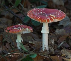 2009-11-08-Amanita_muscaria