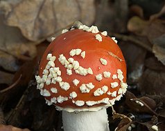 Amanita muscaria