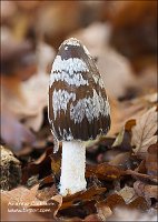 2009-11-08-Coprinus-picaceus-2