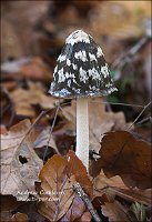 2009-11-08-Coprinus-picaceus