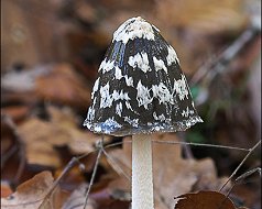 Coprinus picaeus