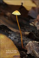 2009-11-08-Mycena_sp