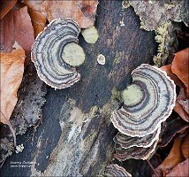 2010-11-20-Trametes-versicolor-1