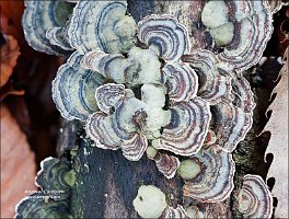 2010-11-20-Trametes-versicolor