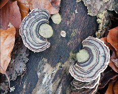 Trametes versicolor