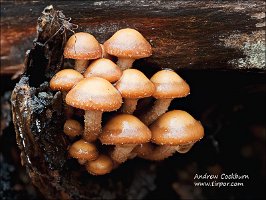 2010-11-14-Kuehneromyces-mutabilis-1