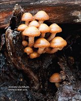 2010-11-14-Kuehneromyces-mutabilis