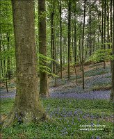 2011-04-24_Hallebos_DSC1998_tonemapped