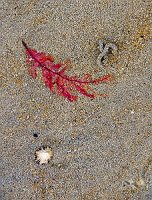 070701_Seaweed_06