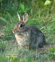 090807_Cape-Cod_Coast-Guard-Beach-bunny