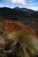 Altiplano_grass