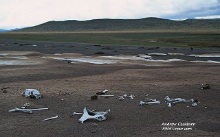 altiplano_bone_field